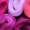 Merino mixed pack pink - 100g