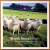 British Sheep and Wool book